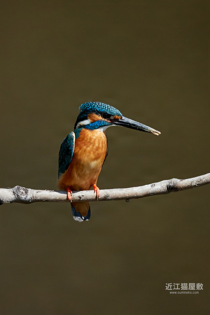 EOS R7,1DX3で野鳥撮影 リハビリ