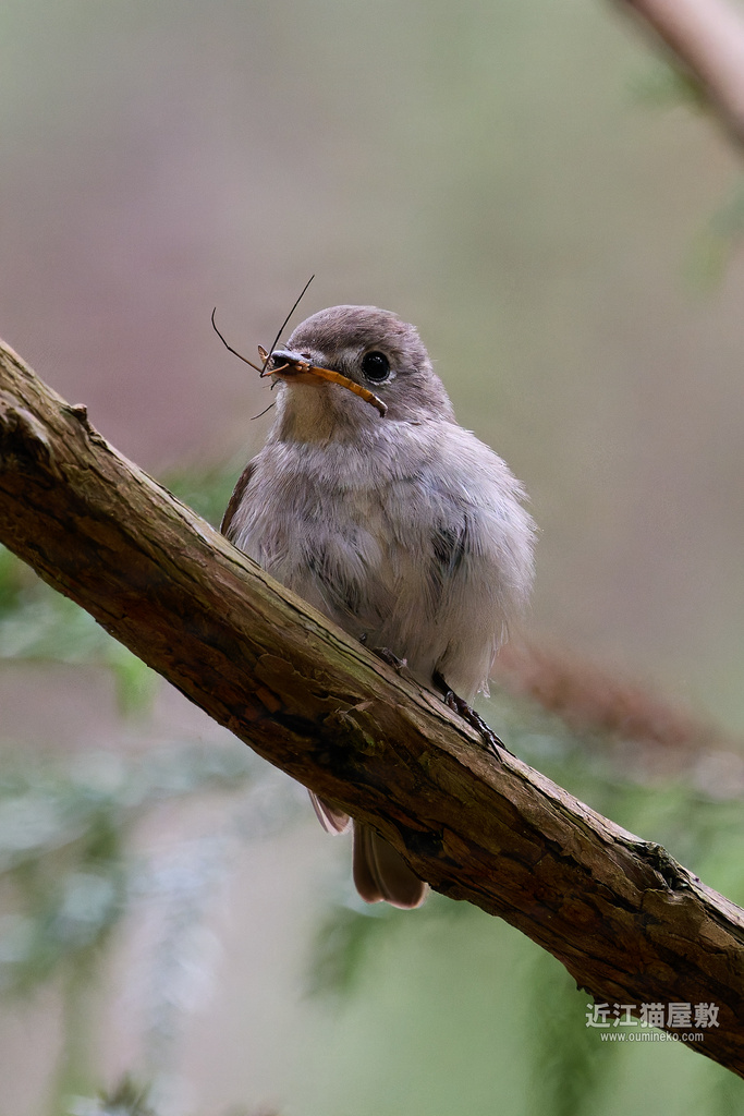 EOS R7+RF100-500mm F4.5-7.1L IS USM作例 (初心者向け)