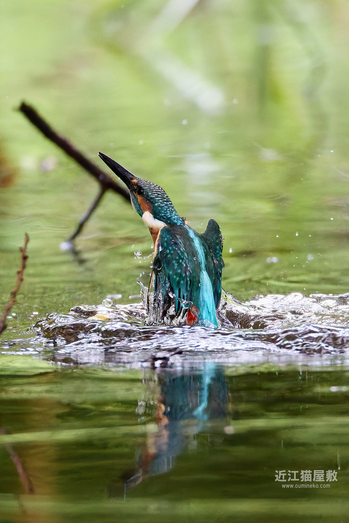 EOSで野鳥撮影 珍鳥レンカク、カワセミ (EF800mm F5.6L IS USM) | 近江