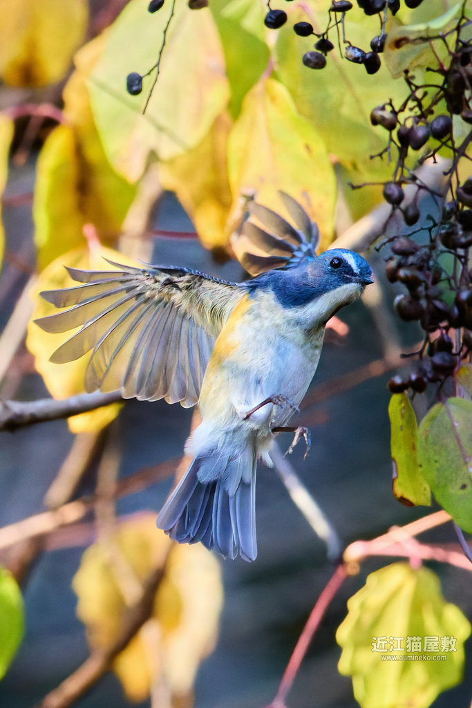 EOS R5 mark IIで野鳥撮影 ミヤマホオジロ、リュウキュウサンショウクイ、ルリビタキ、アカゲラ他
