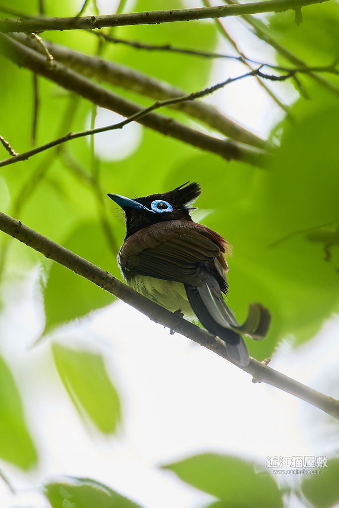 EOSで野鳥撮影 サンコウチョウ撮影のコツ番外編(初心者向け)