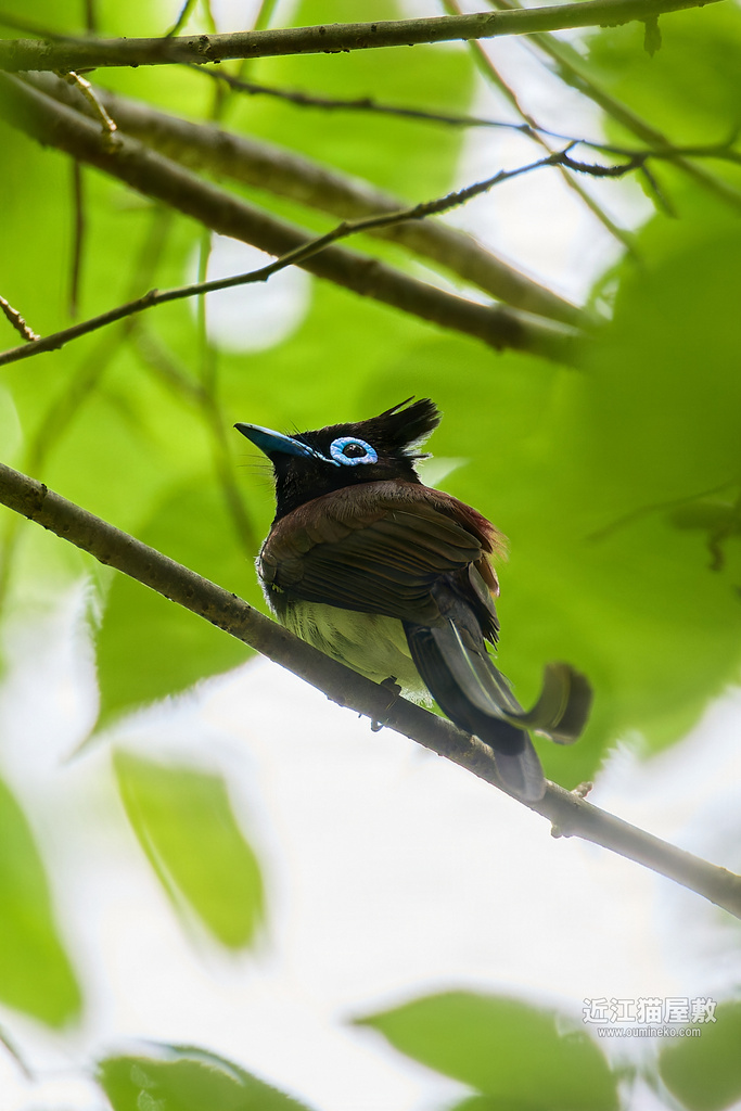 EOSで野鳥撮影 サンコウチョウ撮影のコツ番外編(初心者向け)