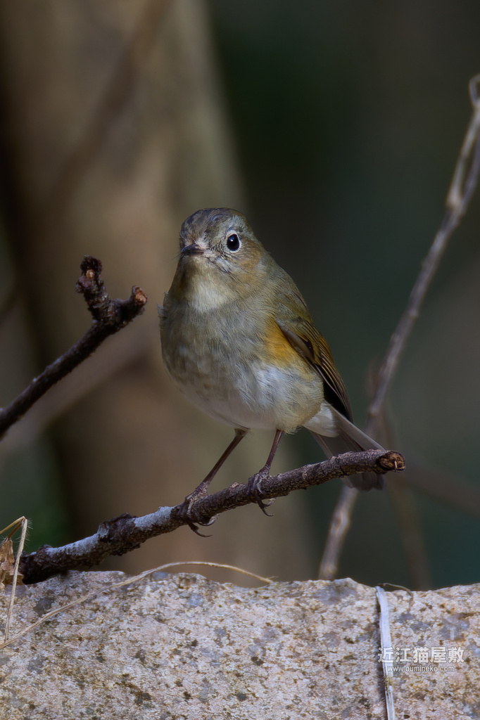 EOS R7で野鳥撮影 ルリビタキ、ベニマシコ、ミソサザイ他