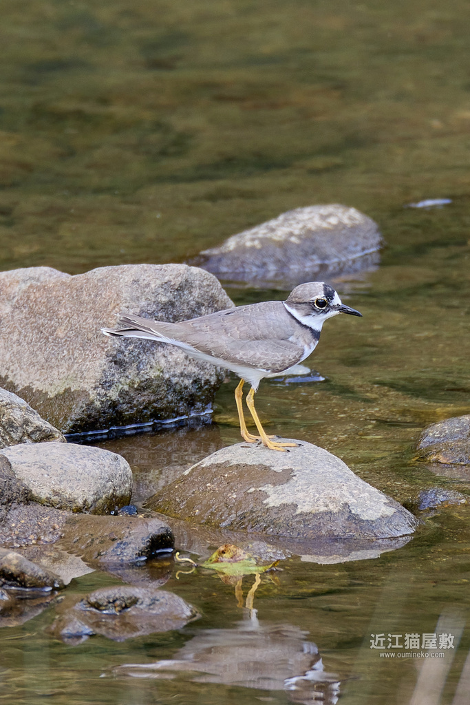 EOS R7+EF800mm F5.6L IS USM、EF400mm F4 DO IS II USM 榛原