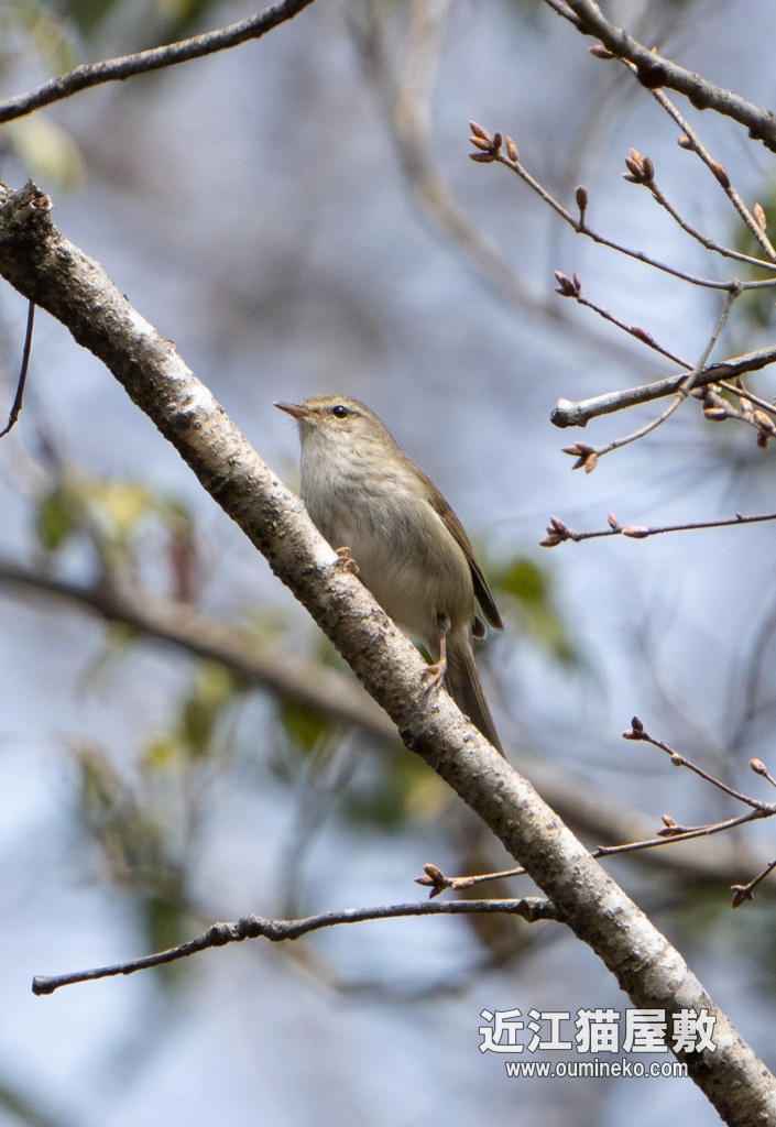 音羽、京都の川 ウグイス、カワセミ α7R IV+FE200-600