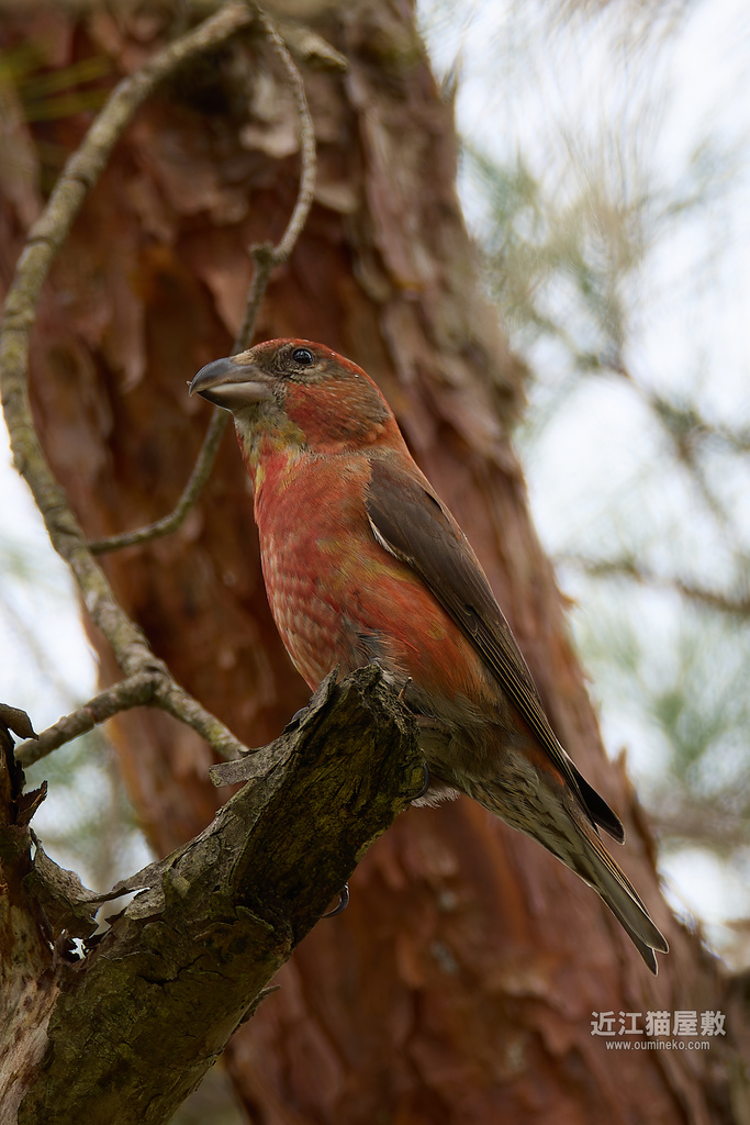 EOS R7で野鳥撮影 朽木 イスカ、カワセミ、アカゲラ、ウグイス、ソウシチョウ