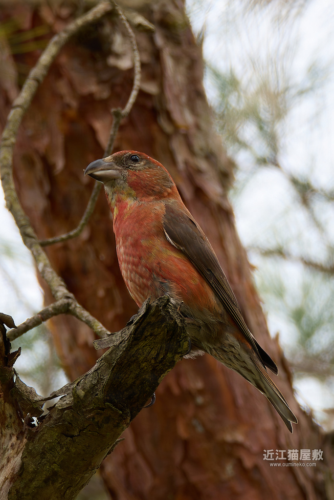 EOS R7で野鳥撮影 朽木 イスカ、カワセミ、アカゲラ、ウグイス、ソウシチョウ