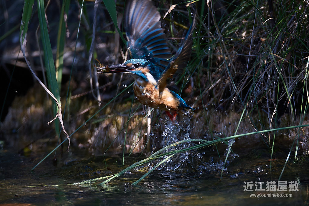 EOSで野鳥撮影 カワセミ下剋上？証拠写真 (R5II、R7、RF100-500mm F4.5-7.1L IS USM、EF800mm F5.6L IS USM)
