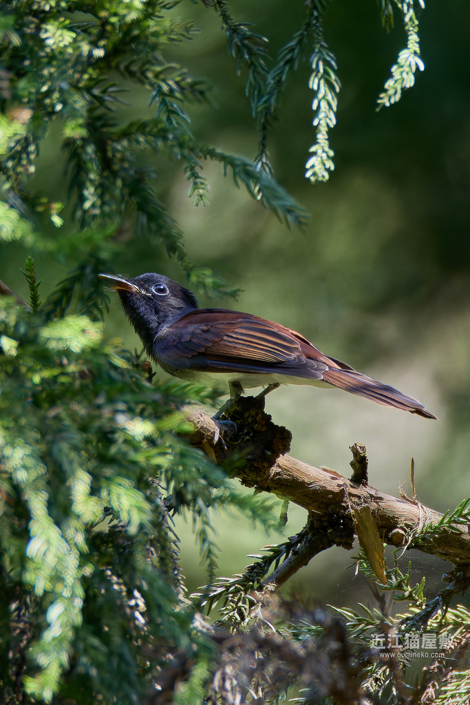 EOS R7で野鳥撮影 朽木 幼鳥祭り