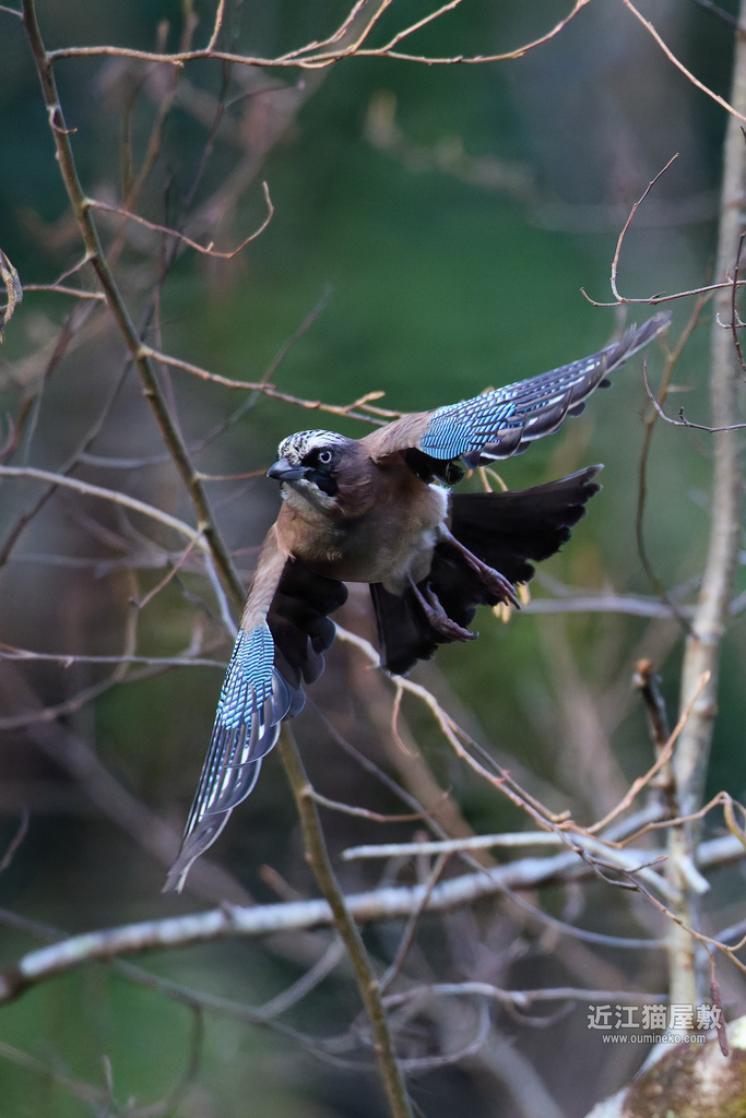 EOS R5 mark IIで2025年 元旦 鳥はじめ① ベニマシコ、ルリビタキ、カケス、ミヤマホオジロ、カシラダカ他