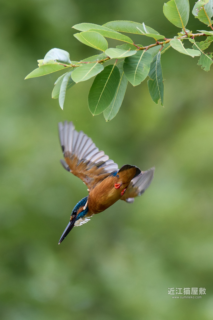 EOS R5 mark IIで野鳥撮影 ２羽のカワセミ