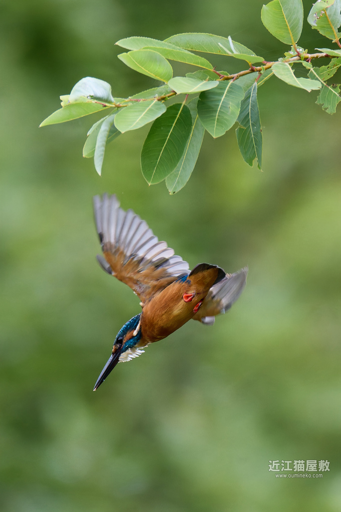 EOS R5 mark IIで野鳥撮影 ２羽のカワセミ