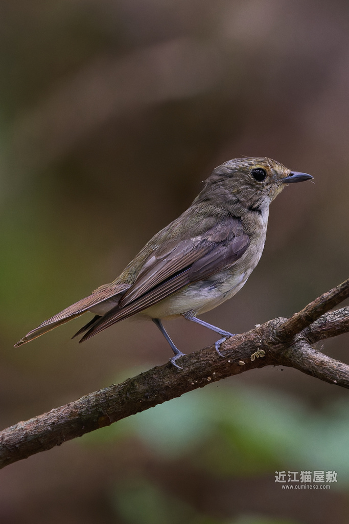 EOS R7で野鳥撮影 EF400mm F4 DO IS II USM 朽木散策ブートキャンプ
