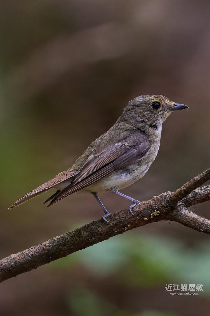 EOS R7で野鳥撮影 EF400mm F4 DO IS II USM 朽木散策ブートキャンプ