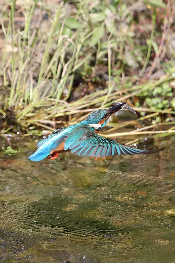 京都の川 カワセミ ウグイス EOS-1D X Mark II + EF600F4L