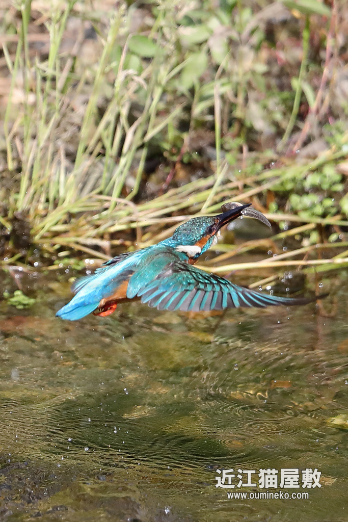京都の川 カワセミ ウグイス EOS-1D X Mark II + EF600F4L