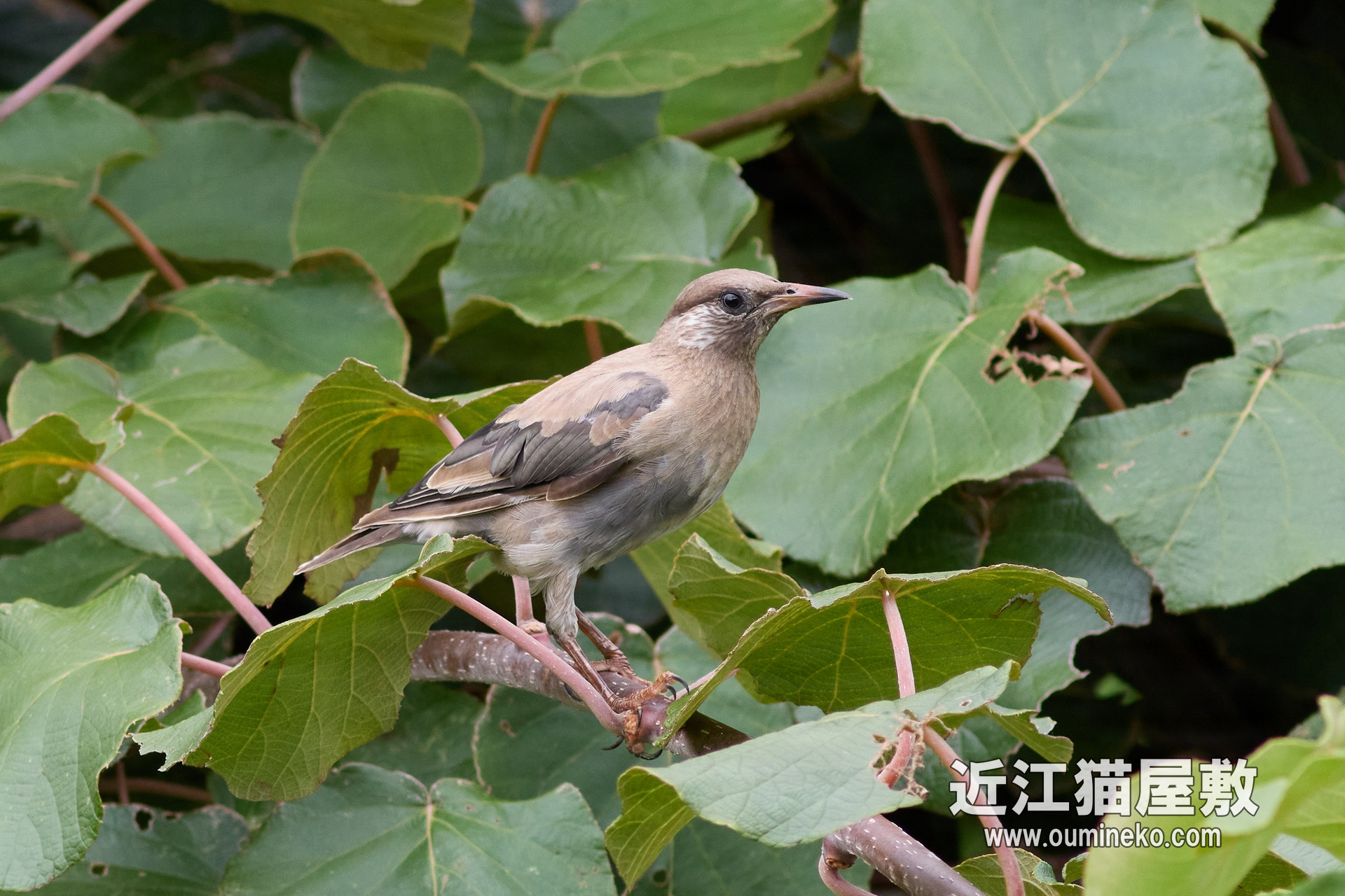 EOS R7で野鳥撮影 EF400mmF5.6L USM + CaptureOne RAW現像 | 近江猫屋敷