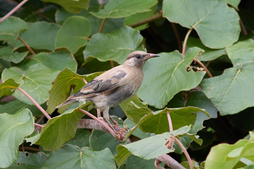EOS R7で野鳥撮影 EF400mmF5.6L USM + CaptureOne RAW現像