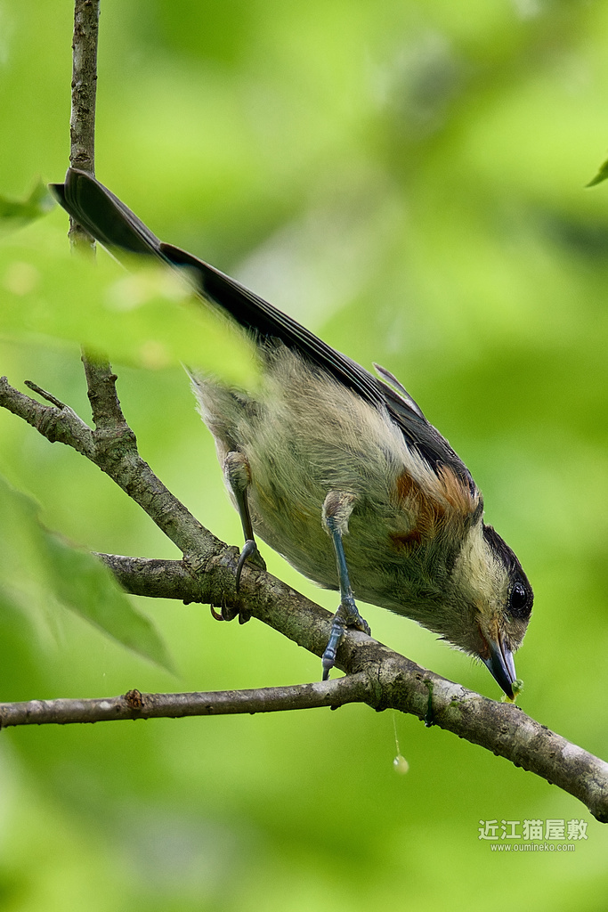EOS R7で野鳥撮影 散策
