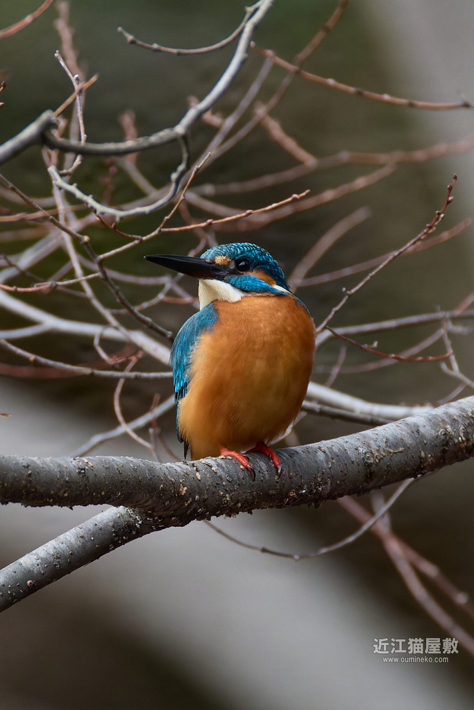 EOS R3+RF200-800mm F6.3-9 IS USMで野鳥撮影 2023年鳥納め