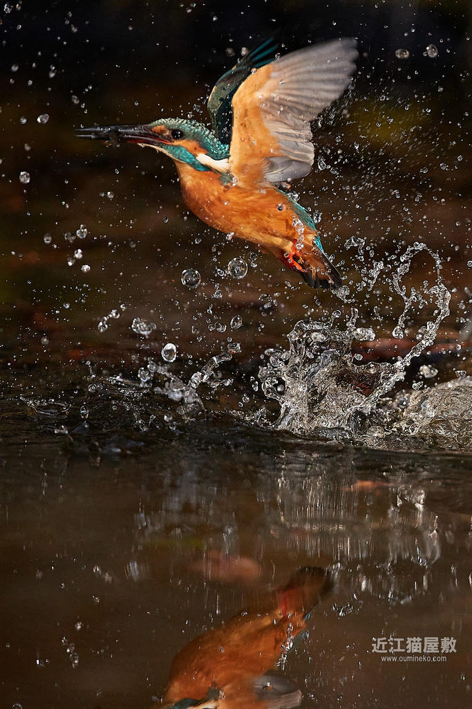 EOS-1D X mark III カワセミ他、鳥納め