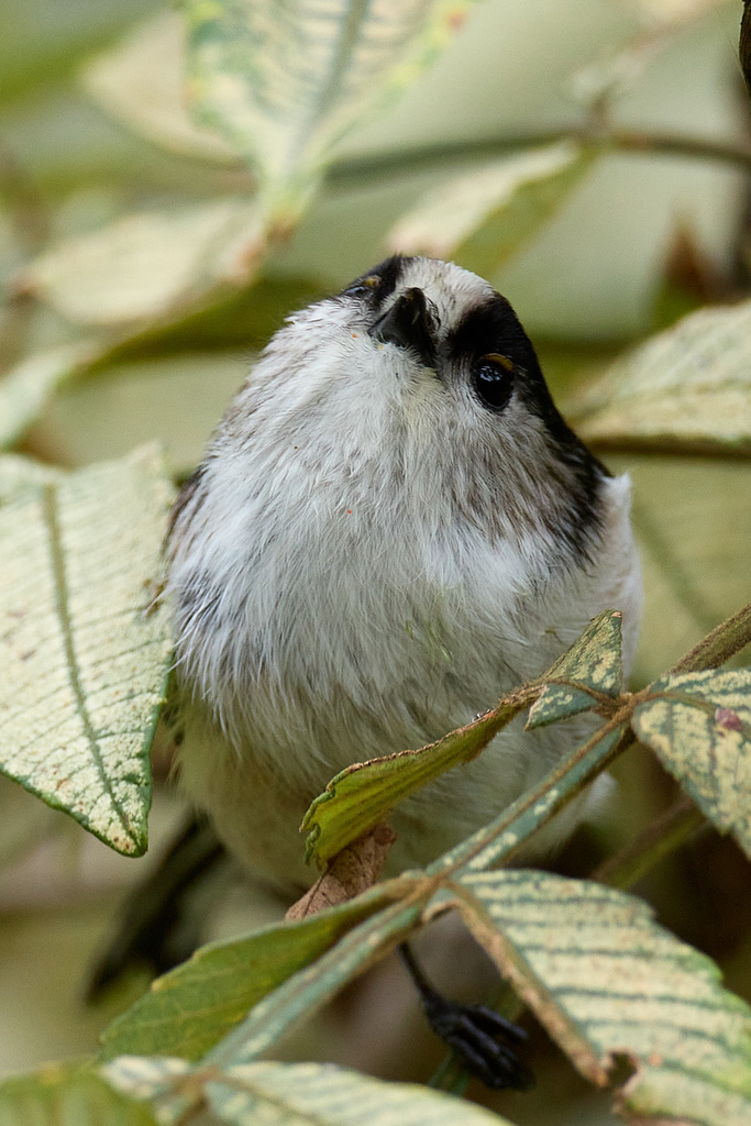 EOS R7 + EF800mm F5.6L IS USM エナガ,ヤマガラ