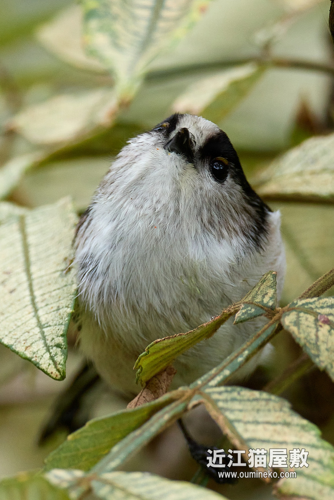 EOS R7 + EF800mm F5.6L IS USM エナガ,ヤマガラ