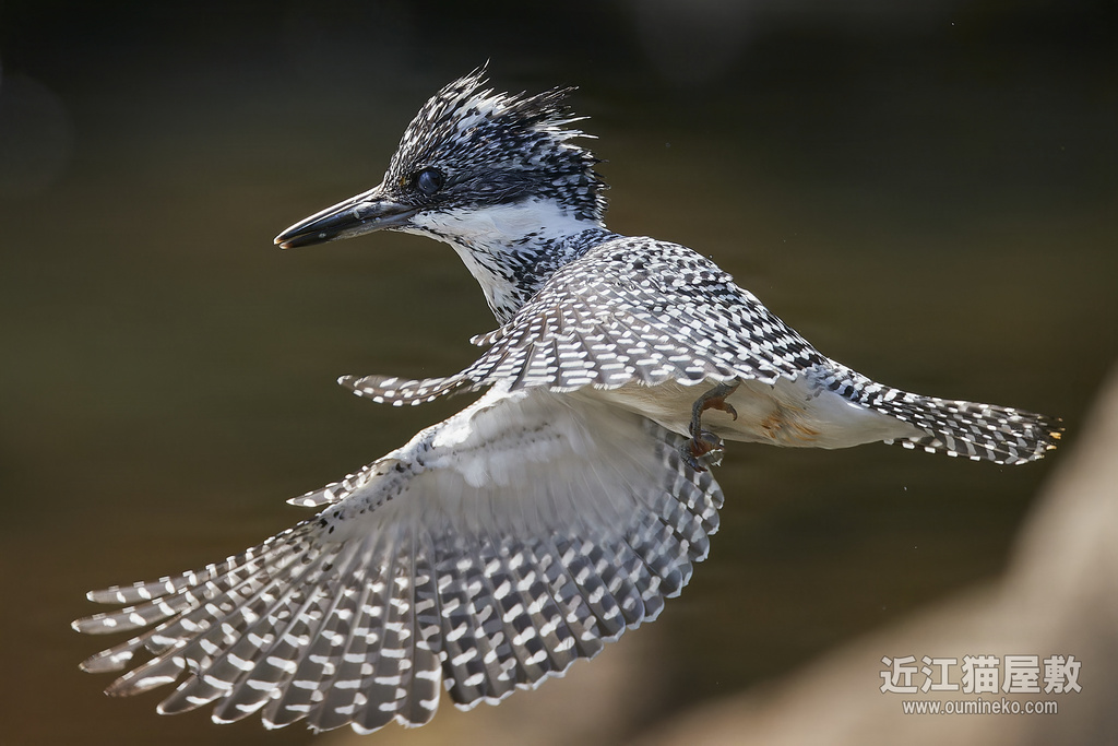 2. 殿堂入りショット