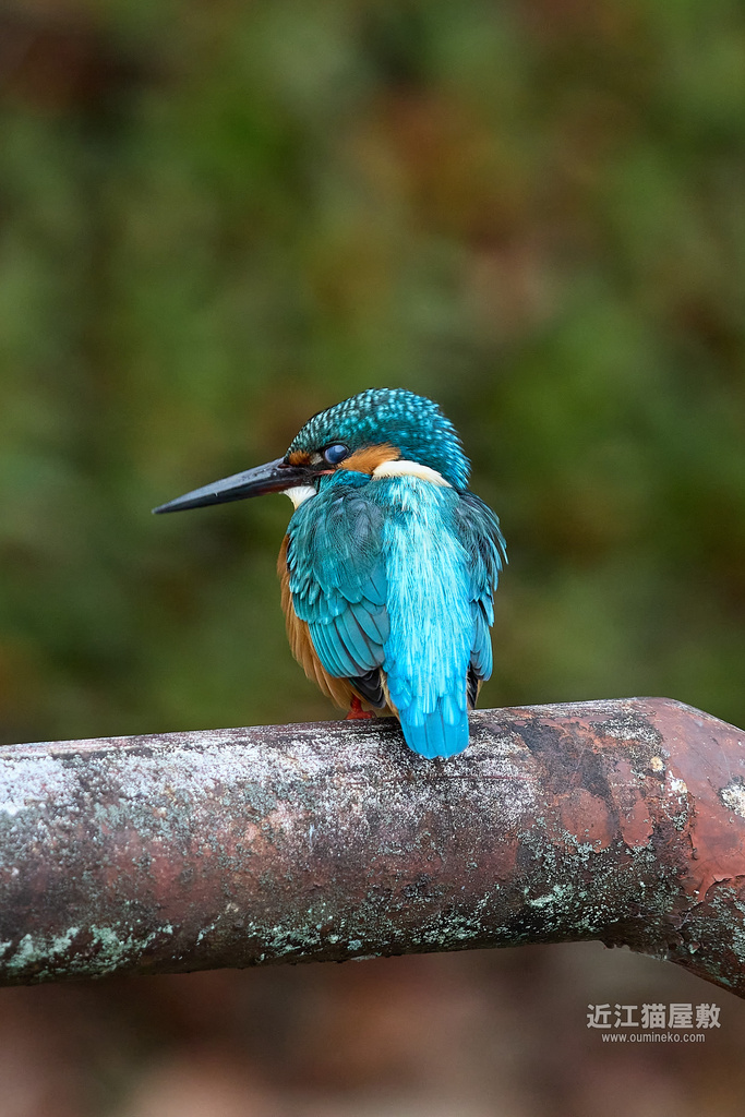 EOS R7 + EF600mm F4L IS II USM カワセミ