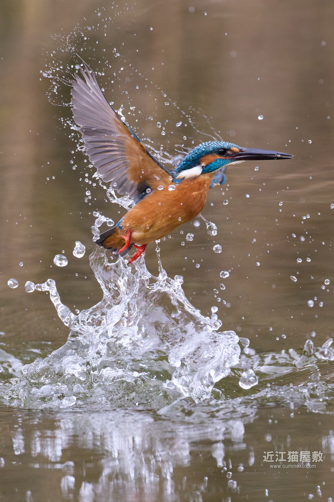 EOS R5 mark IIで野鳥撮影 連休最終日 カワセミ、ベニマシコ他
