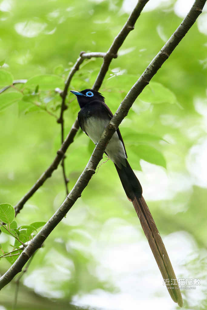 EOS R5 mark IIで野鳥撮影 朽木 サンコウチョウ、イカル、キビタキ、鹿、猿