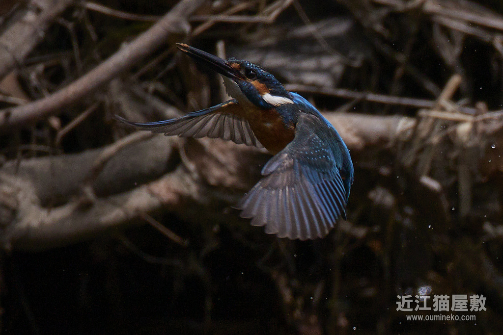 EOS-1D X mark III,R7で野鳥撮影 ブラっとカワセミ