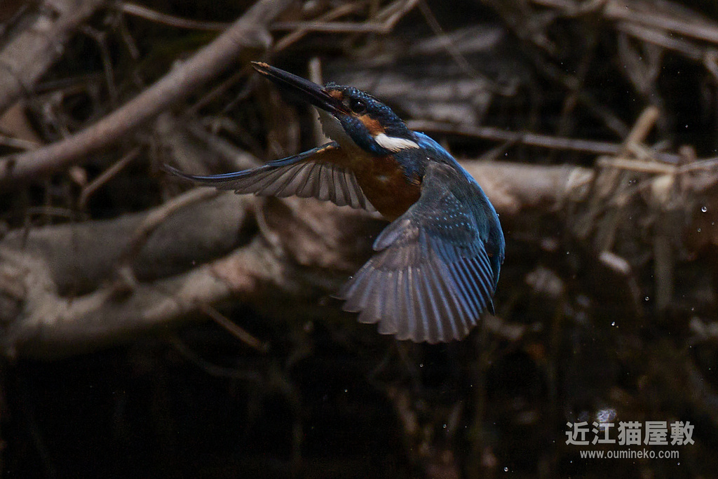 EOS-1D X mark III,R7で野鳥撮影 ブラっとカワセミ