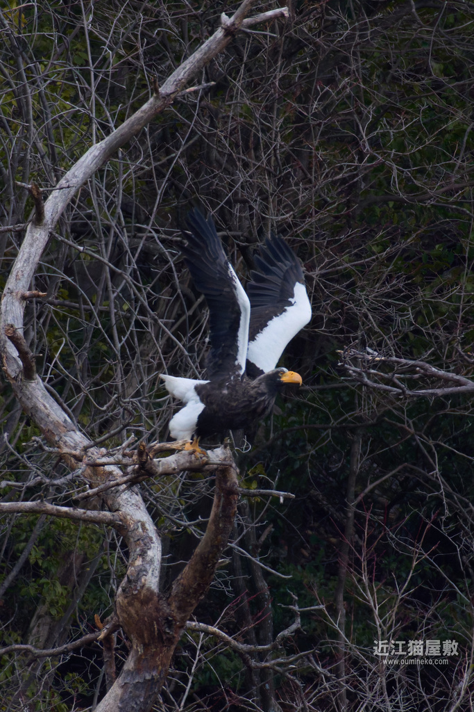 EOS R5 mark IIで野鳥撮影 3/7① 山本山のオオワシ、ノスリ、アトリ他