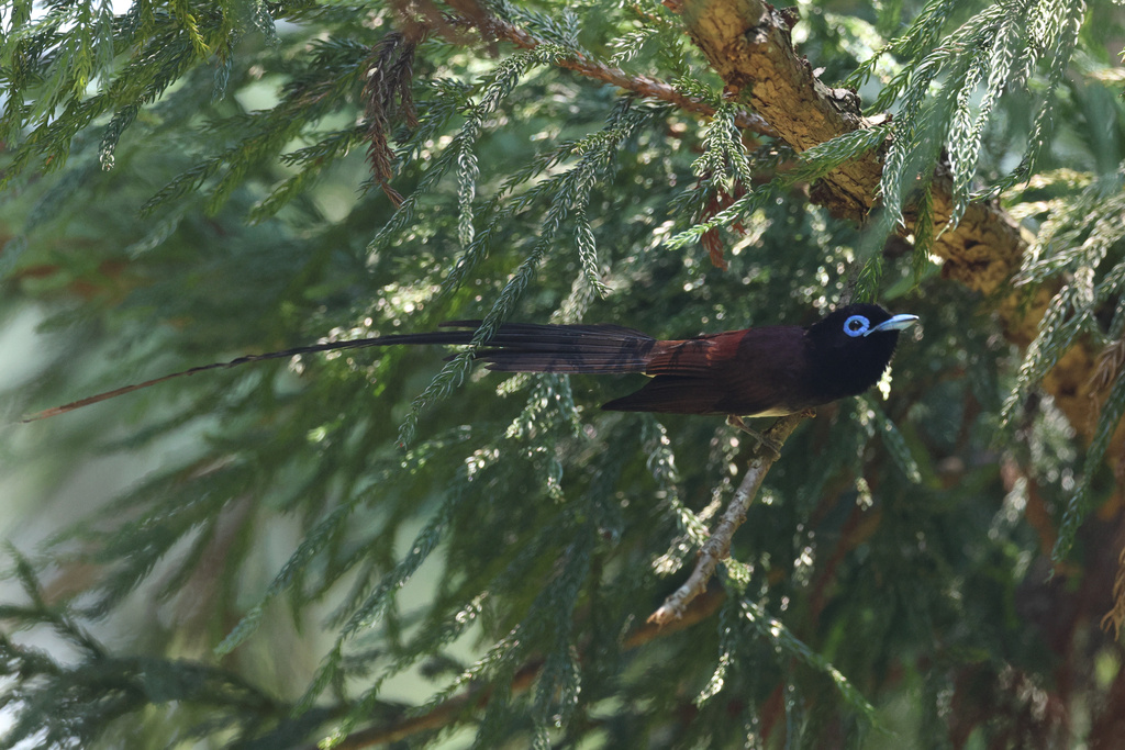 EOS R7+RF100-500/RF600F4L 朽木 クロツグミ、サンコウチョウ