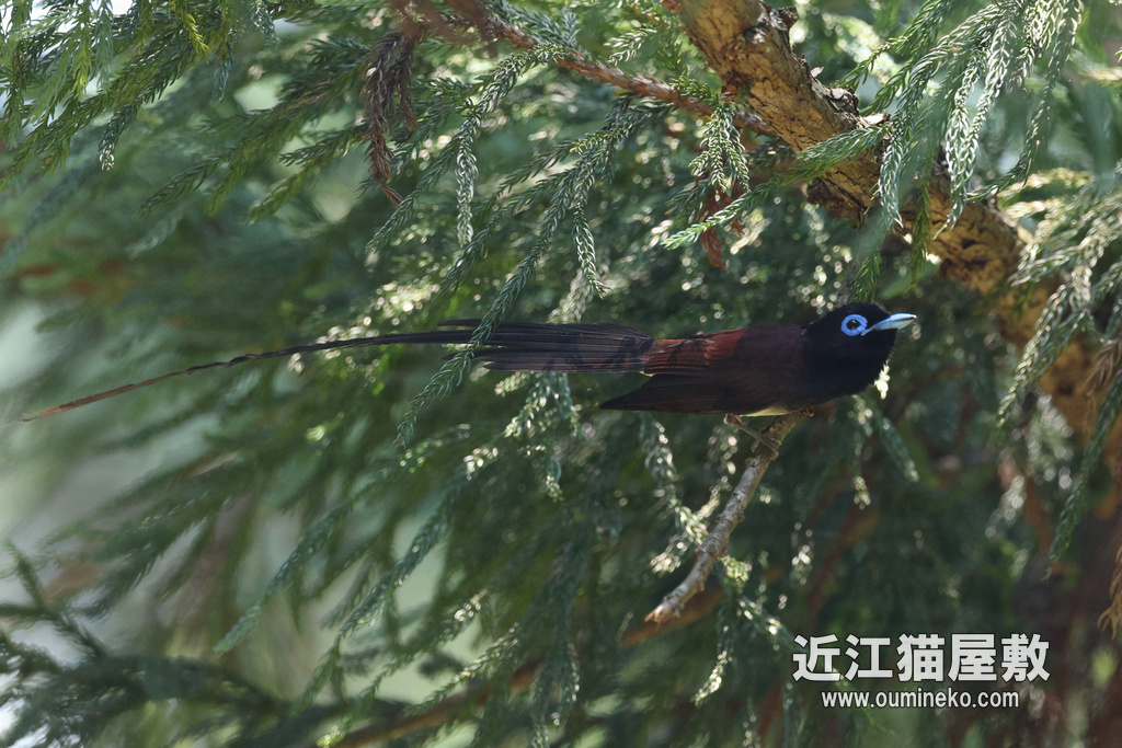 EOS R7+RF100-500/RF600F4L 朽木 クロツグミ、サンコウチョウ