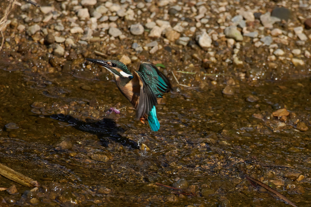 EOS R7 + RF600mmF4L IS USM カワセミ