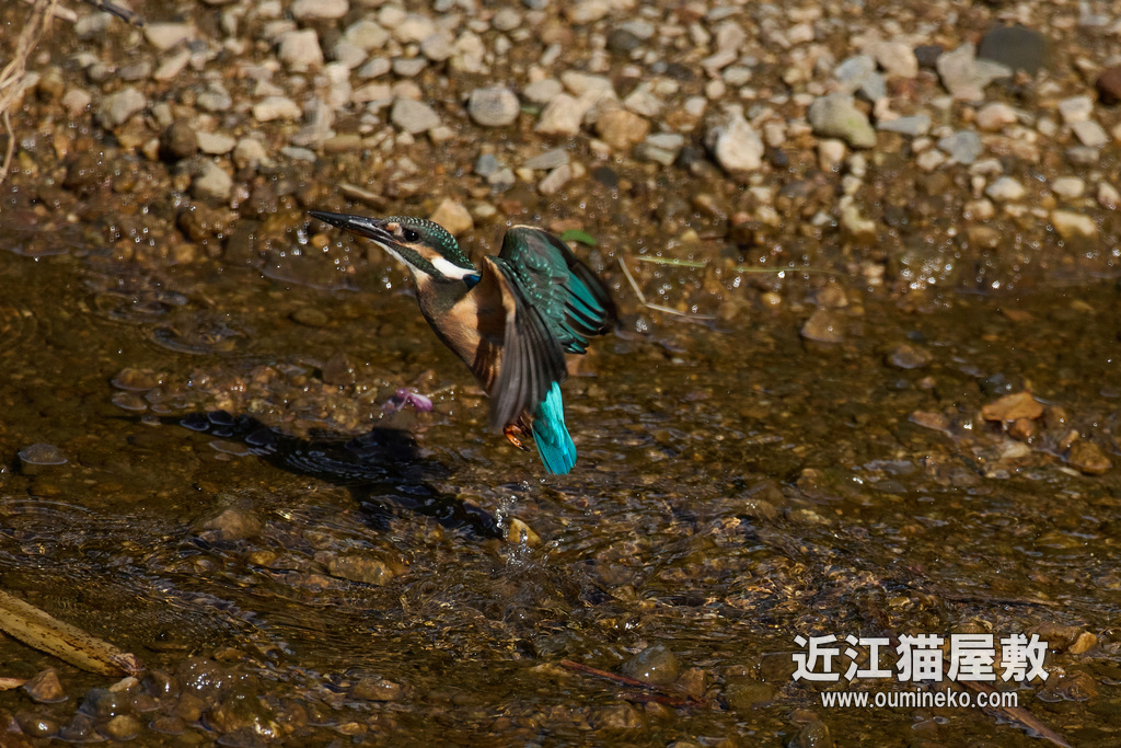 EOS R7 + RF600mmF4L IS USM カワセミ