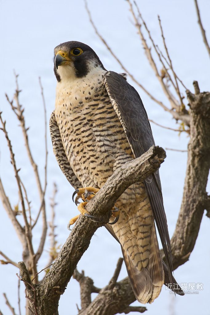 EOS R5 mark IIで野鳥撮影 2025年 ハヤブサ撮影日記 | 近江猫屋敷