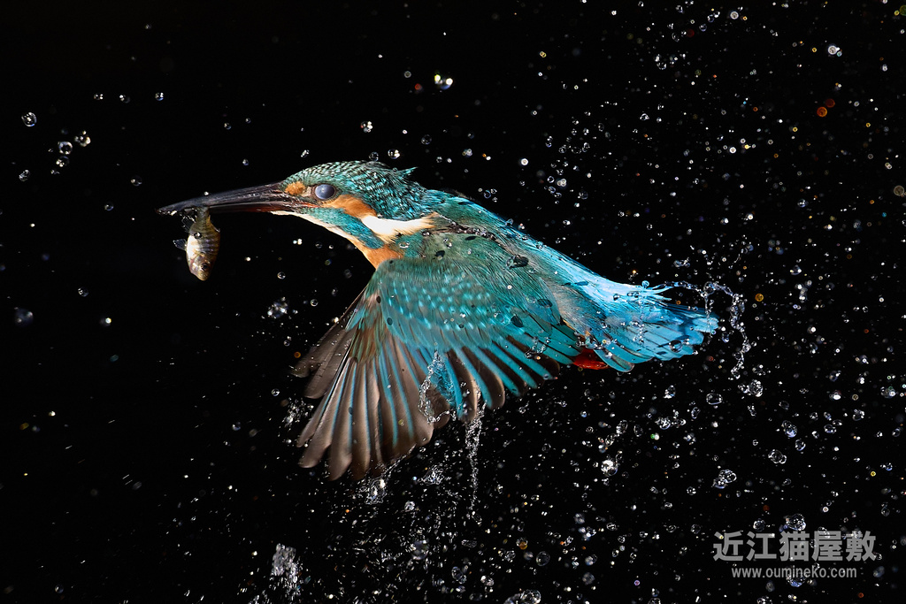 EOS R5 mark II,R7で野鳥撮影 カワセミ、ベニマシコ、カシラダカ他