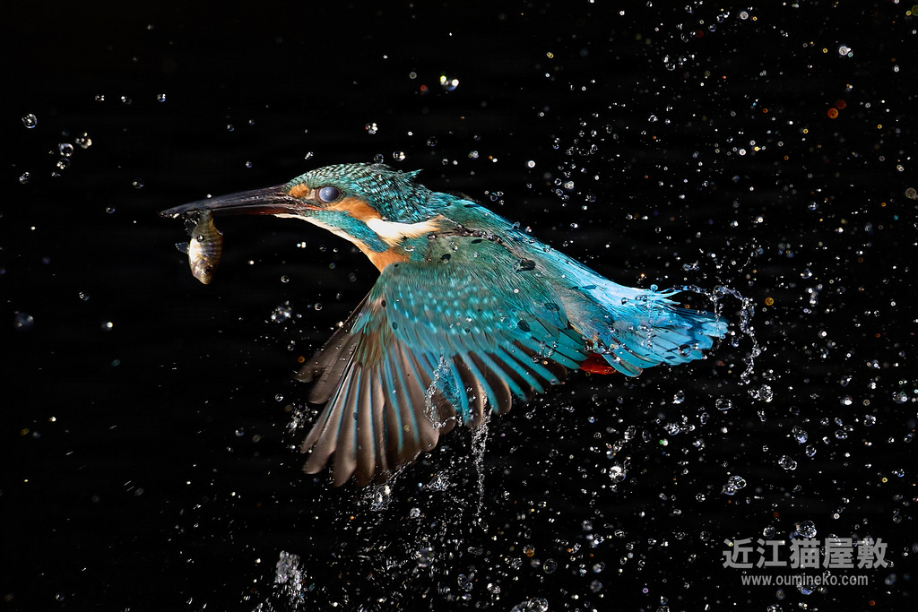 EOS R5 mark II,R7で野鳥撮影 カワセミ、ベニマシコ、カシラダカ他