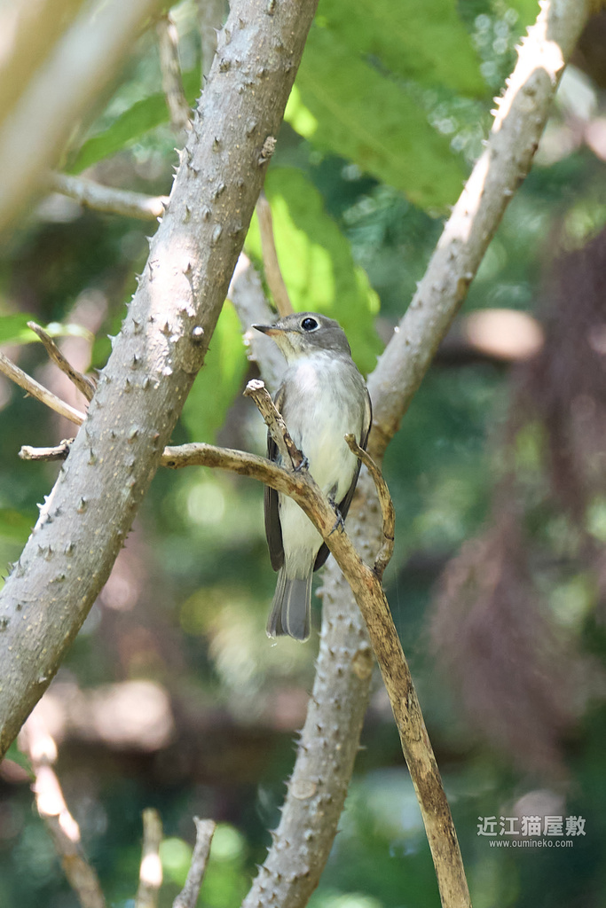EOS R5 mark IIで野鳥撮影 ロクハ公園散歩 コサメビタキ、キビタキ