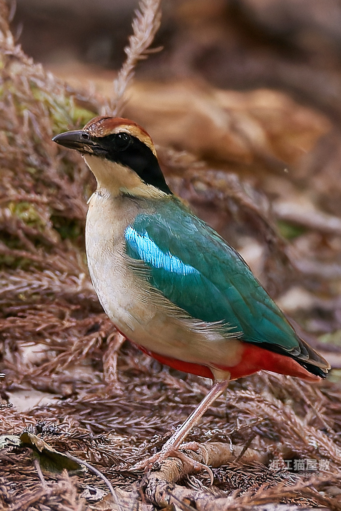 EOS R7,1DX3で野鳥撮影 最近のRAW現像TIPS