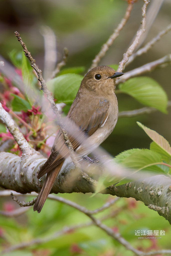 EOS R7で野鳥撮影 滋賀 金勝 オオルリ、イカル、オオアカゲラ、ビンズイ、シロハラ