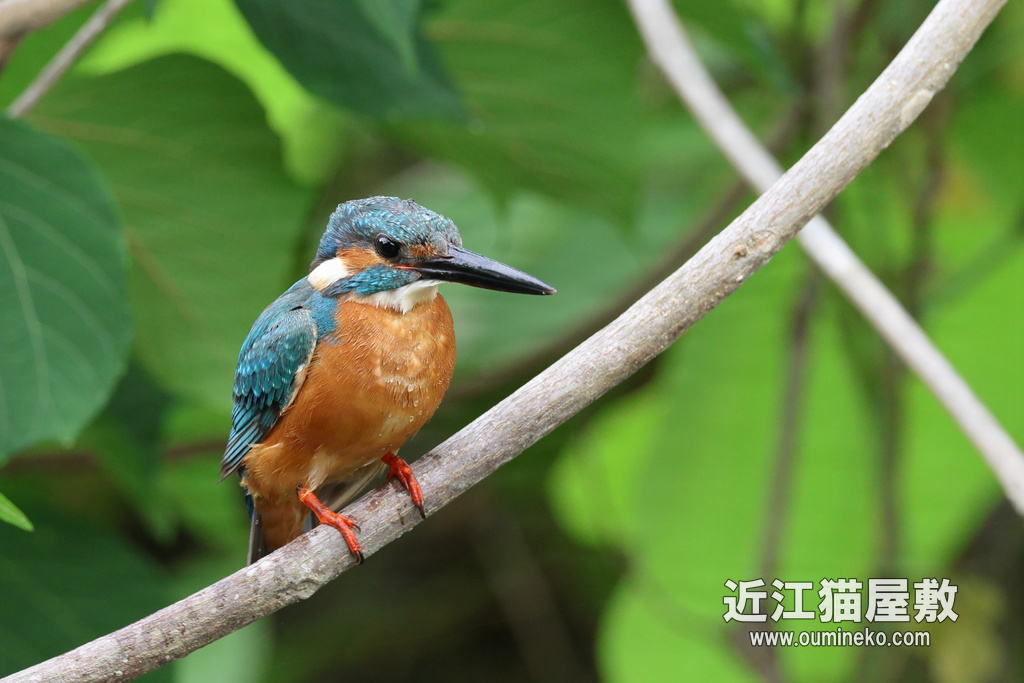 EOS R7 + RF600F4L カワセミ