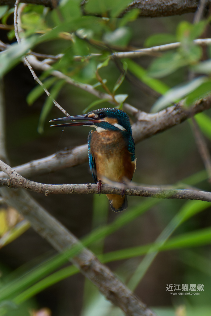 EOS R7で野鳥撮影 カワセミ他 RF200-800mm F6.3-9 IS USM復活