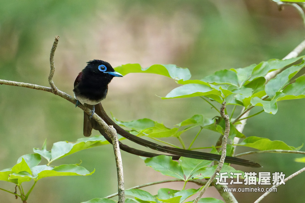 探鳥地探検 朽木 サンコウチョウ