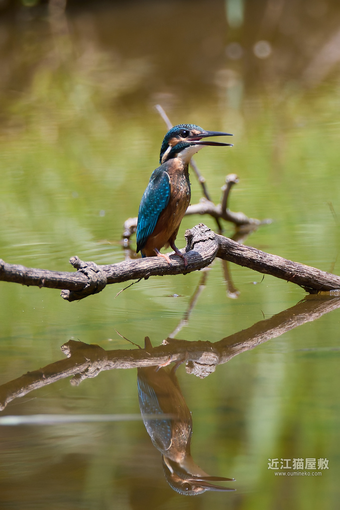 EOS R7,1DX2で野鳥撮影 カワセミ他
