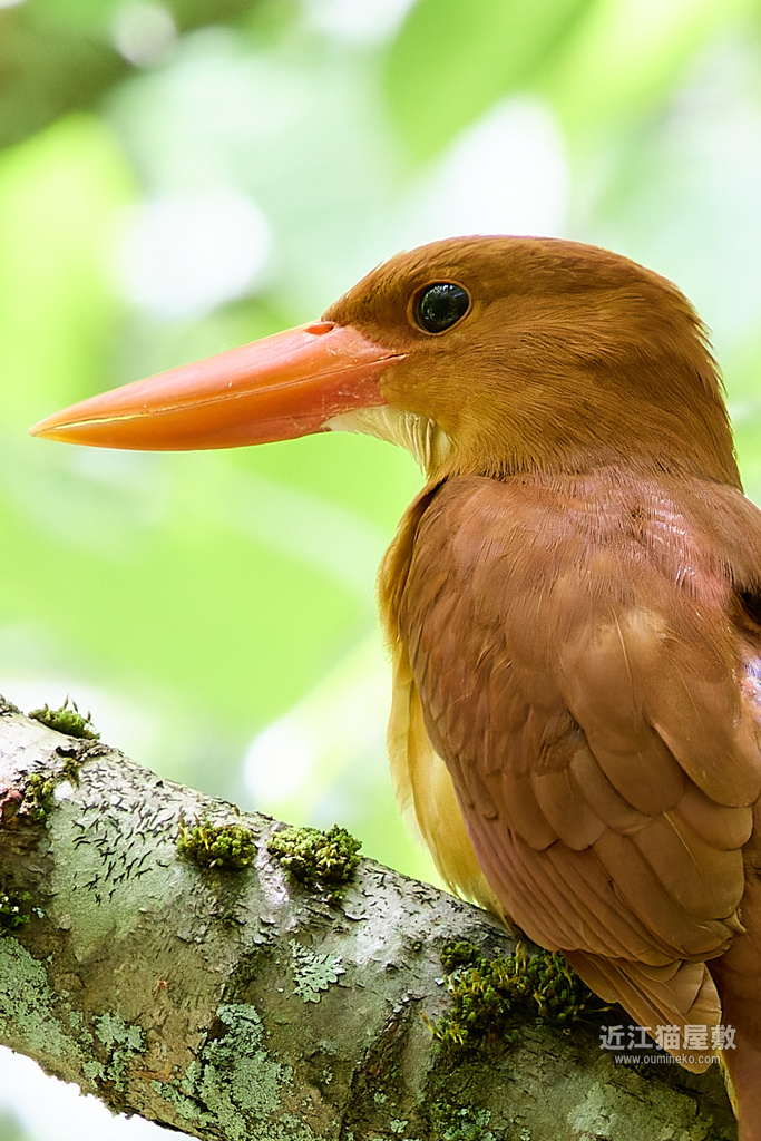 EOS R7+RF100-500mm F4.5-7.1L IS USM作例 アカショウビン(初心者向け)