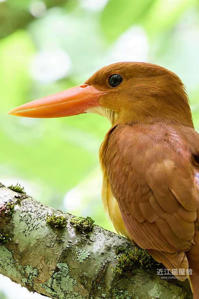 EOS R7+RF100-500mm F4.5-7.1L IS USM作例 アカショウビン(初心者向け)